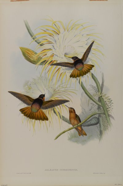 Aglaeactis Cupreipennis by John Gould